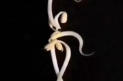520文案20字:20个字内的爆笑段子有哪些？