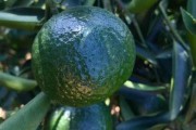 陈皮宣传文案:从《中国药典》到地理标，怎样的“橘子皮”才叫陈皮？