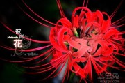 彼岸花的文案:有关于彼岸花的长句、花语分享吗？
