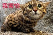 动态表白文案:我跟一个女孩子表白她在朋友圈发了这样一个动态是什么意思？