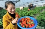 农村电商现状:我国农村电商发展现状如何？还存在哪些“堵点”？该怎样突破？