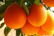 四川行无疆电商:我是四川农村的想做电商卖水果，之前是做市场，我家旁都是水果，量也特别大，难做吗？
