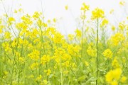 封丘电商:河南封丘万亩油菜花海怎么样？