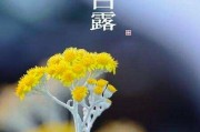 二十四节气白露文案:24节气中的白露是什么意思？