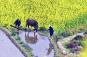 春耕的文案:描写农村春忙的诗句有哪些？