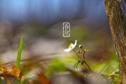 春分的文案:能否说说描述“春分”这个节气最好的句子？
