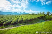 医疗类自媒体:财经自媒体怎么申请？