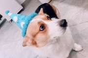 宠物生日文案:大家都是怎么给狗狗过生日的？