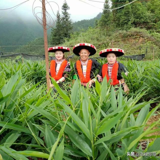做自媒体新三农如何和政府合作带动村民提高收入？