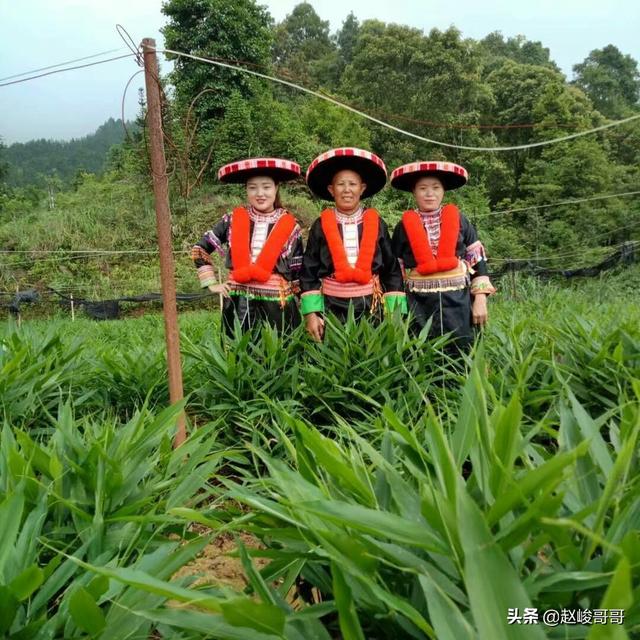 做自媒体新三农如何和政府合作带动村民提高收入？