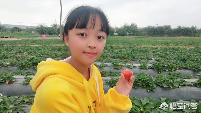 草莓采摘园应该如何宣传？