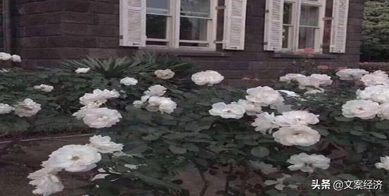 营销文案开头如何写？