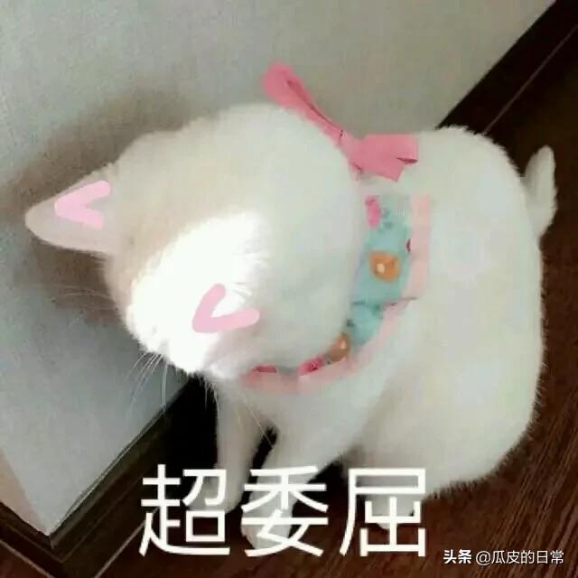有没有适合发朋友圈的可爱文案？