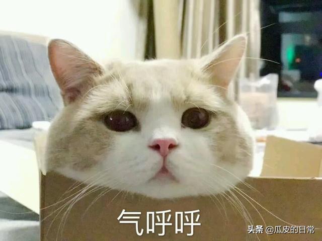 有没有适合发朋友圈的可爱文案？