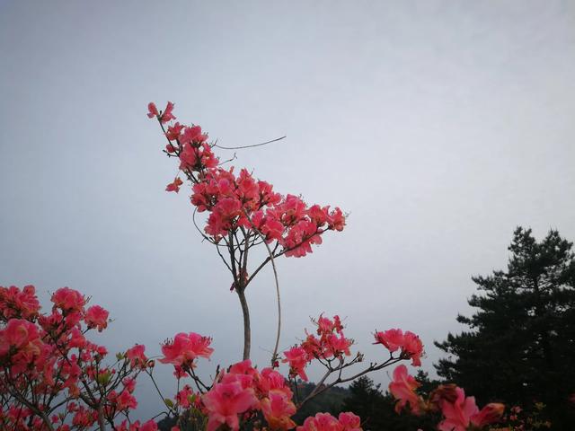 百里杜鹃怎么玩，什么时候去好？