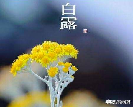24节气中的白露是什么意思？
