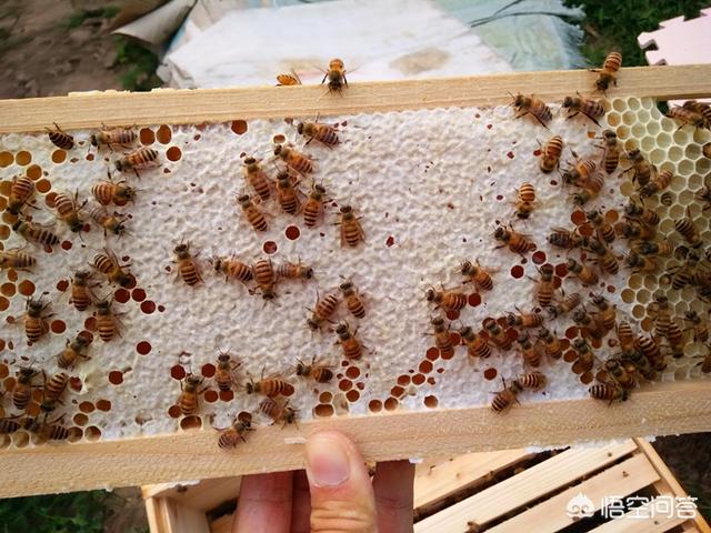 怎样销售农村真正的土蜂蜜？