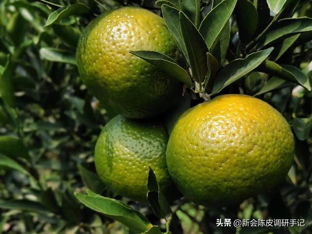 从《中国药典》到地理标，怎样的“橘子皮”才叫陈皮？