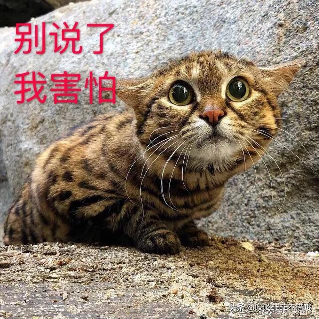 我跟一个女孩子表白她在朋友圈发了这样一个动态是什么意思？