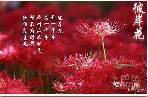 有关于彼岸花的长句、花语分享吗？