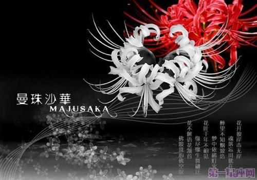 有关于彼岸花的长句、花语分享吗？
