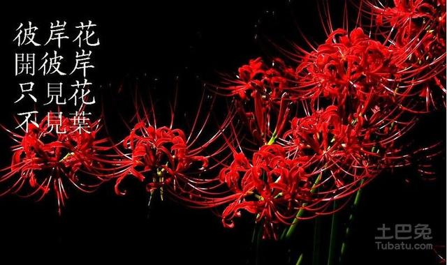 有关于彼岸花的长句、花语分享吗？