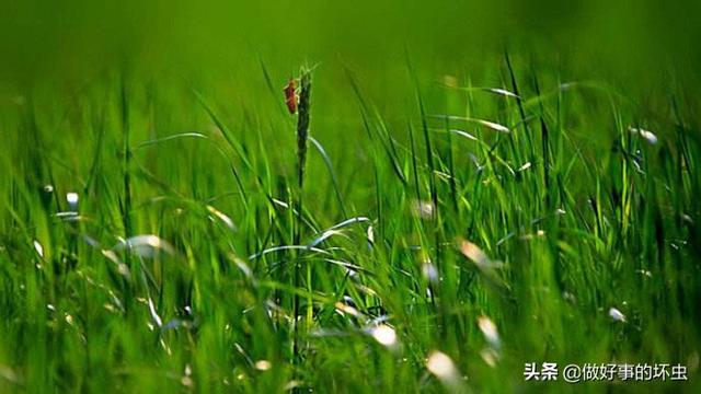 小草很常见，有啥关于草的摄影技巧？怎么把草的照片修出沧桑感？