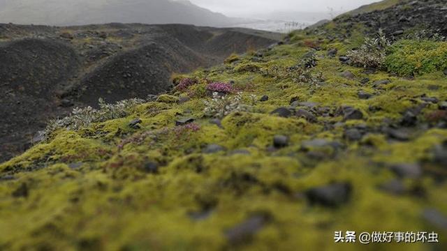 小草很常见，有啥关于草的摄影技巧？怎么把草的照片修出沧桑感？