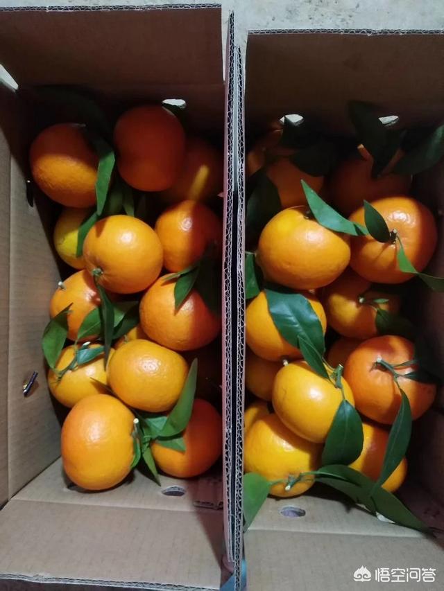 南宁沃柑成广西农产网红，广西果农如何顺应电商销售新潮流？