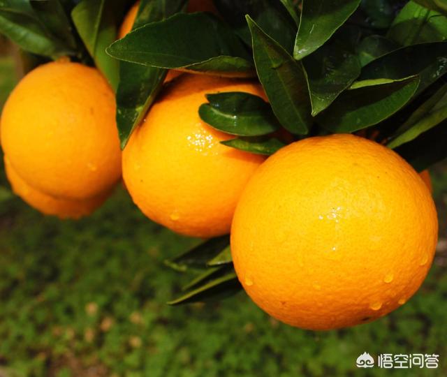 我是四川农村的想做电商卖水果，之前是做市场，我家旁都是水果，量也特别大，难做吗？