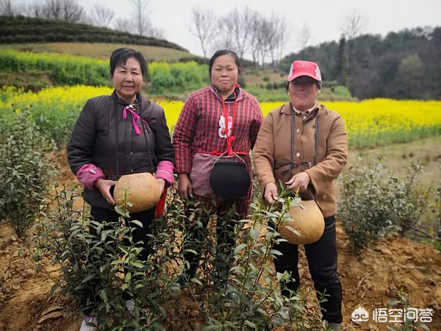 电子商务以后可以做什么工作？