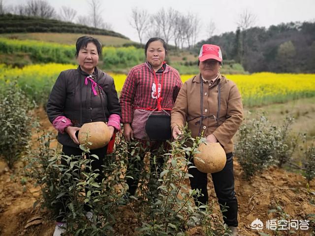 电子商务以后可以做什么工作？