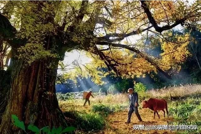 作为城市人，你向往农村生活吗？为什么？