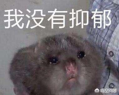 华农兄弟的“竹鼠视频”为何能爆火？这一现象对新农业的发展有何启示 ？