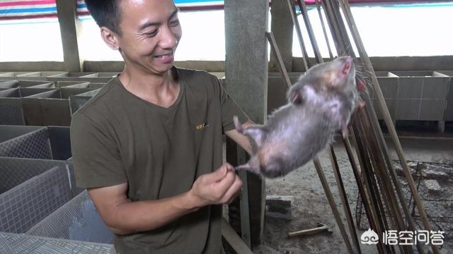 华农兄弟的“竹鼠视频”为何能爆火？这一现象对新农业的发展有何启示 ？