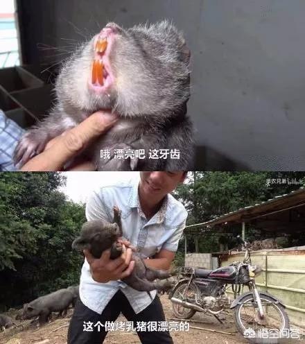 华农兄弟的“竹鼠视频”为何能爆火？这一现象对新农业的发展有何启示 ？