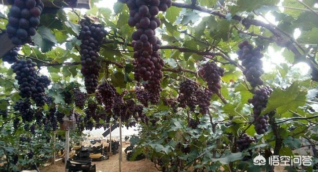 营口的鲅鱼圈以后会发展的怎么样，适合在那里居住吗？