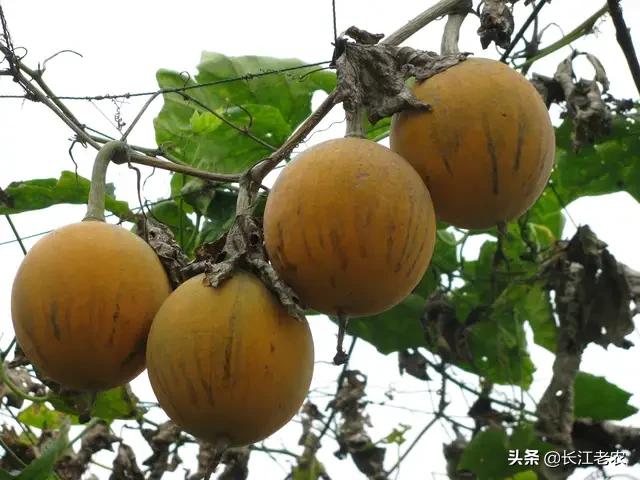 瓜蒌种植一亩地需要投资多少钱？适合大面积种植吗？