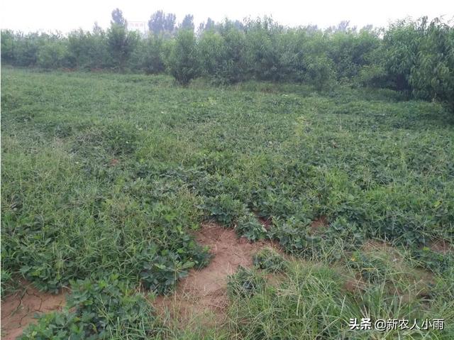 今年种了200亩花生，有没有好的办法销售，找电商可以吗？